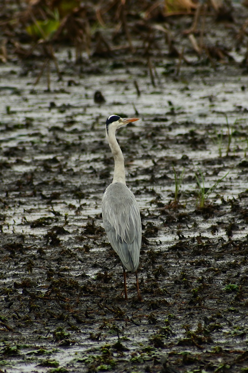 animal pond waterside free photo