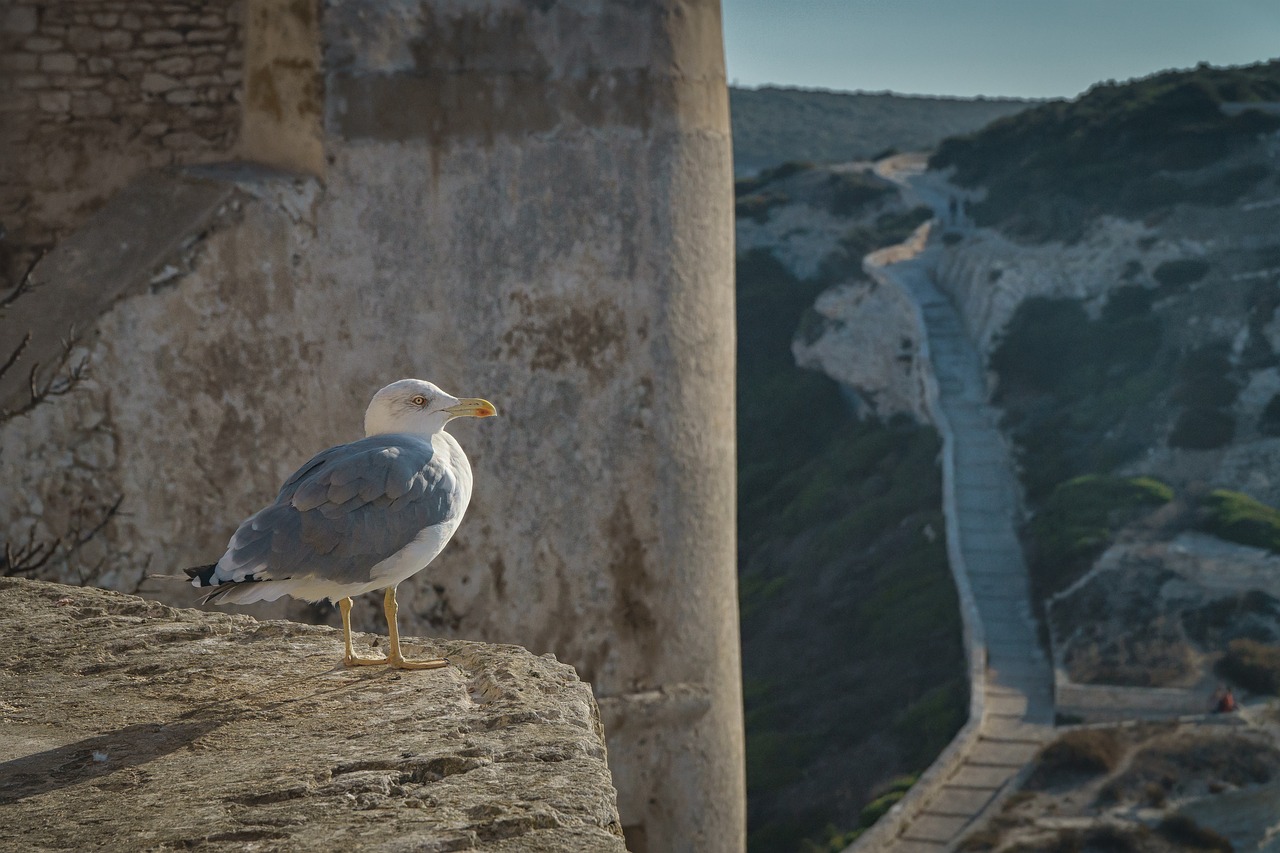 animal bird dove free photo