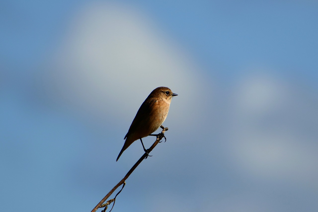 animal sky cloud free photo