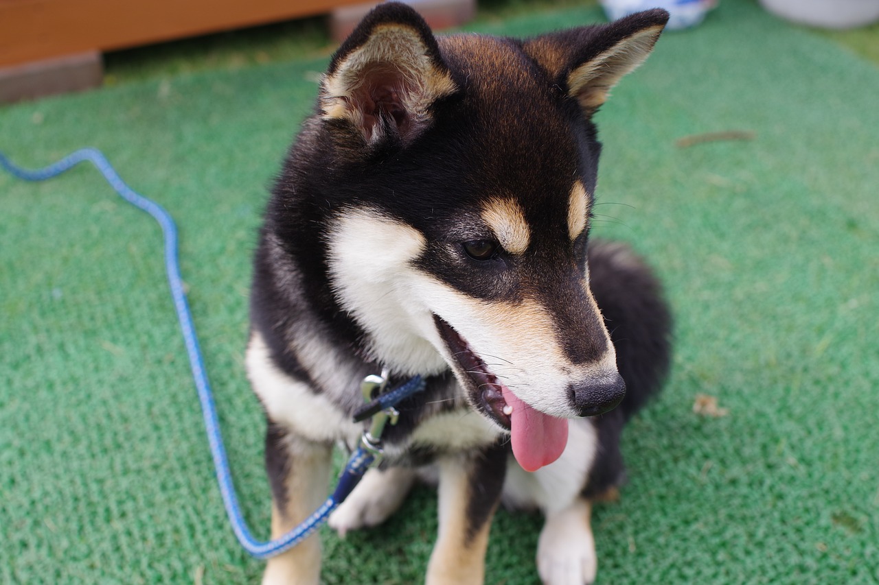 animal shiba inu black free photo