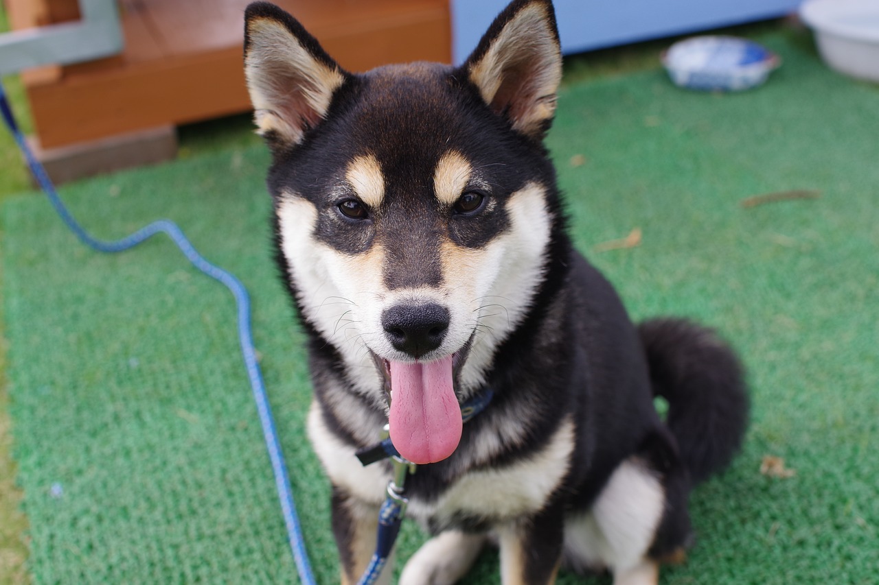 animal shiba inu black free photo