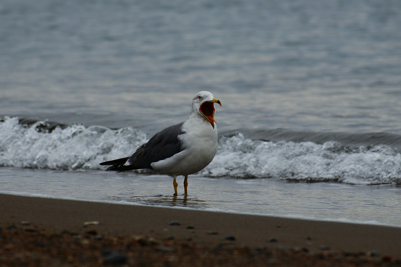 animal sea beach free photo