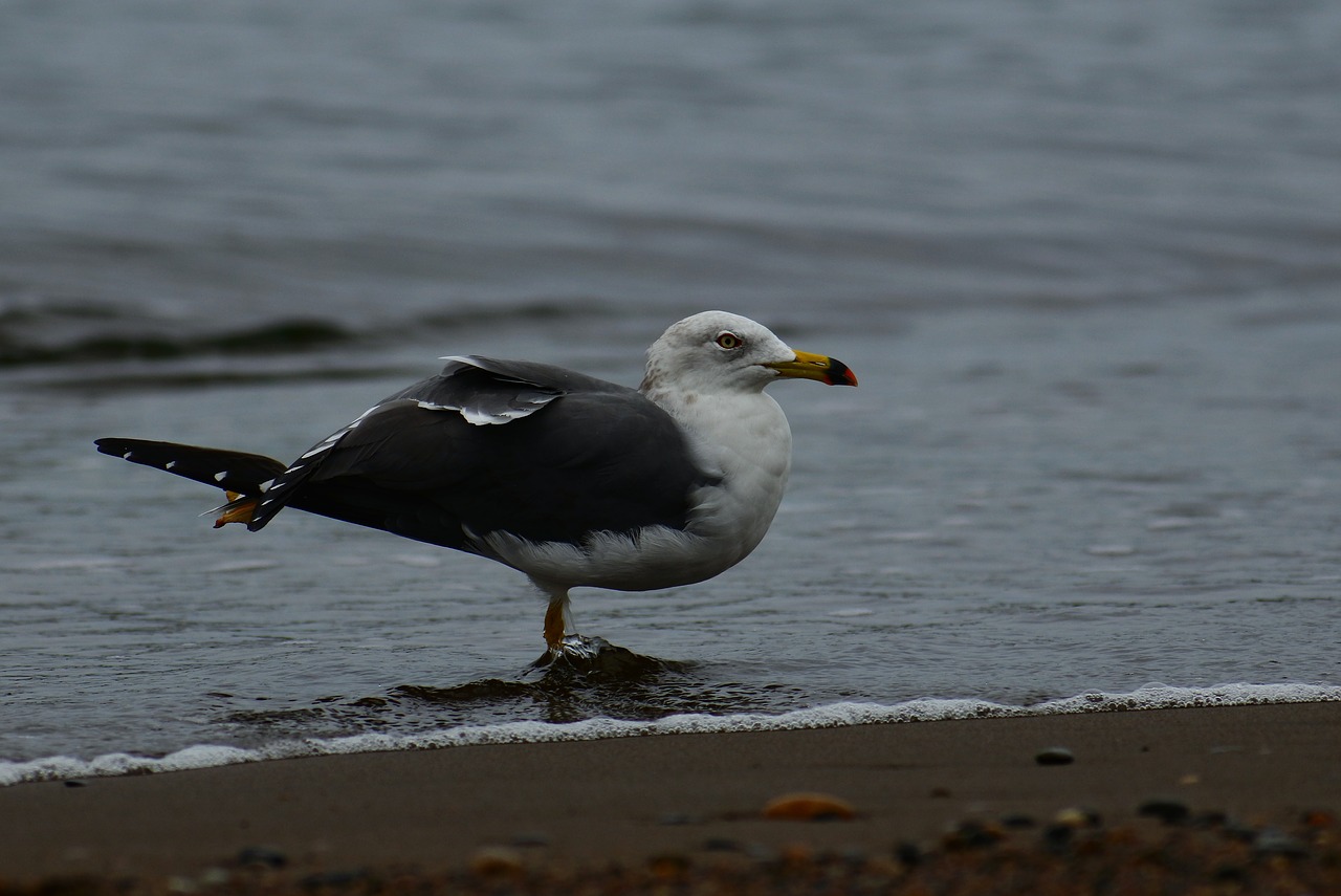 animal sea beach free photo