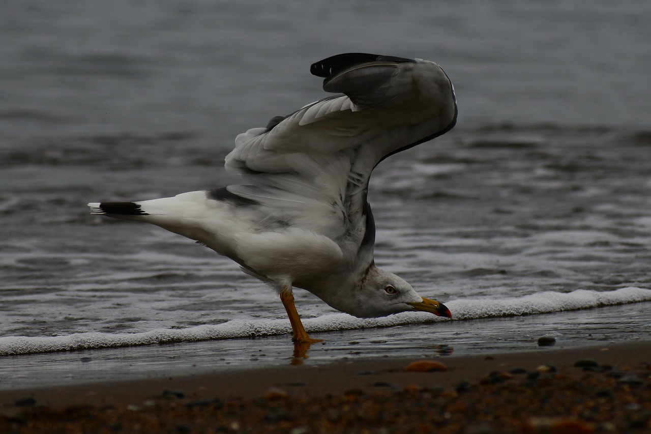 animal sea beach free photo