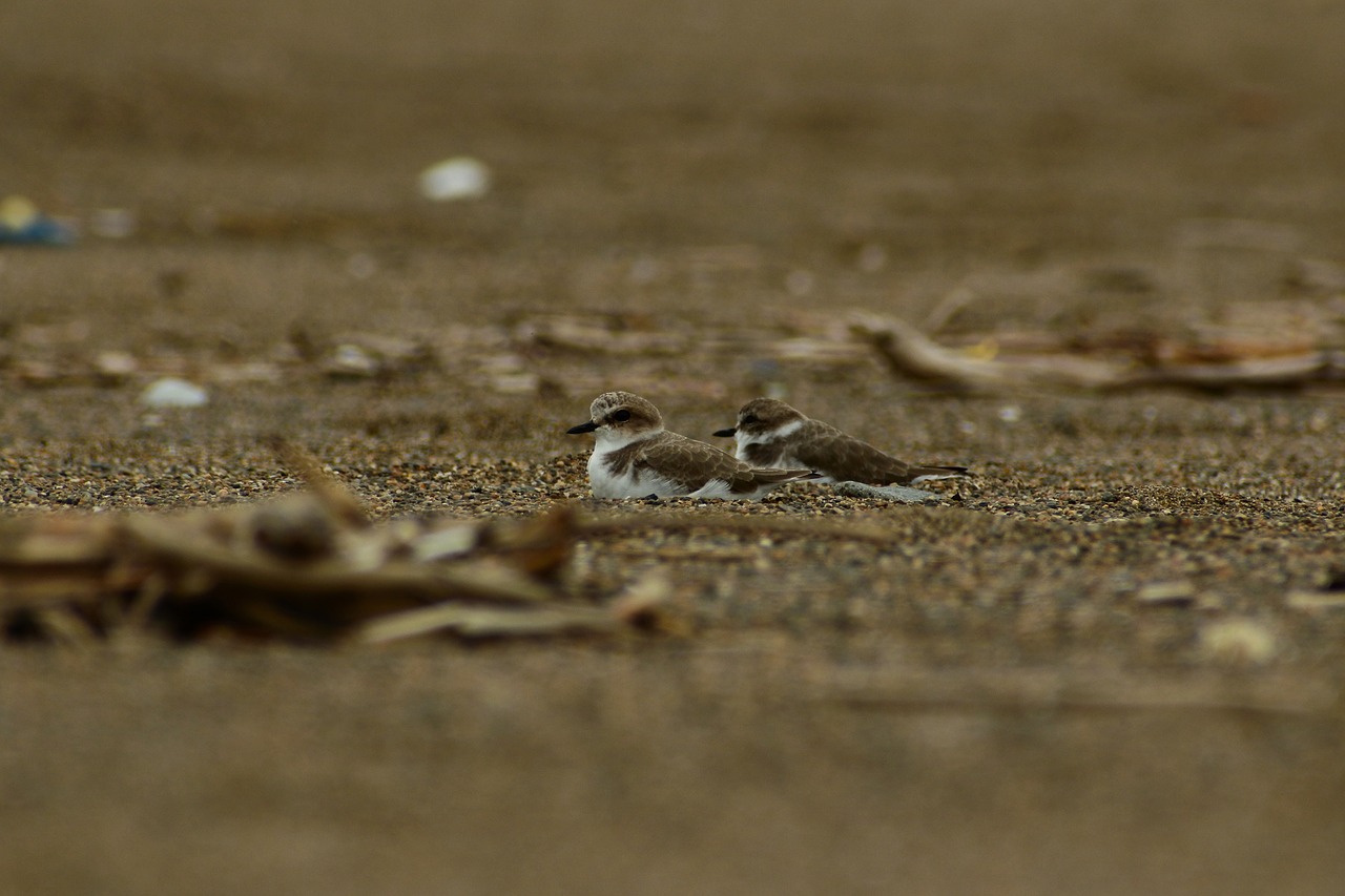 animal sea beach free photo