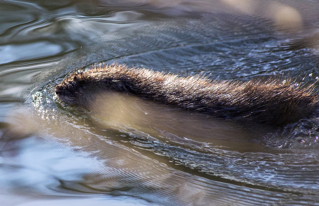 animal beaver nature free photo