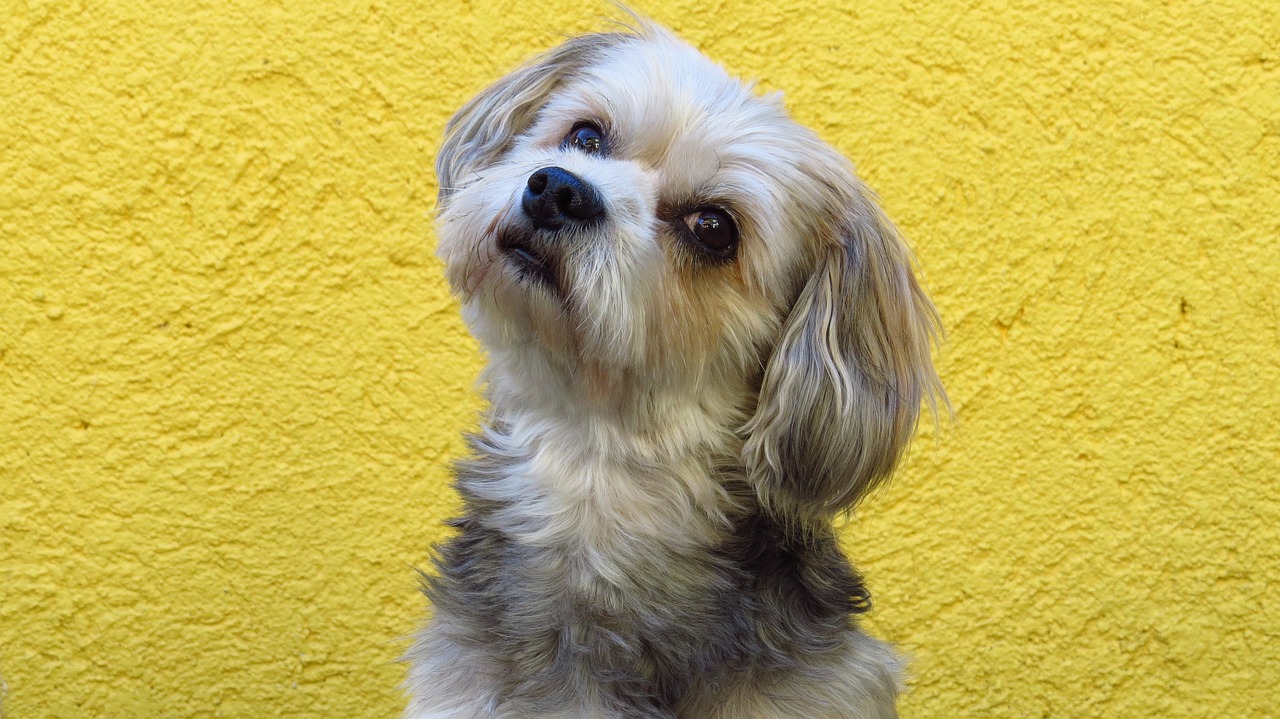 animal dog yorkshire maltese free photo