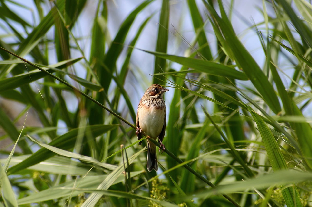 animal grass green free photo