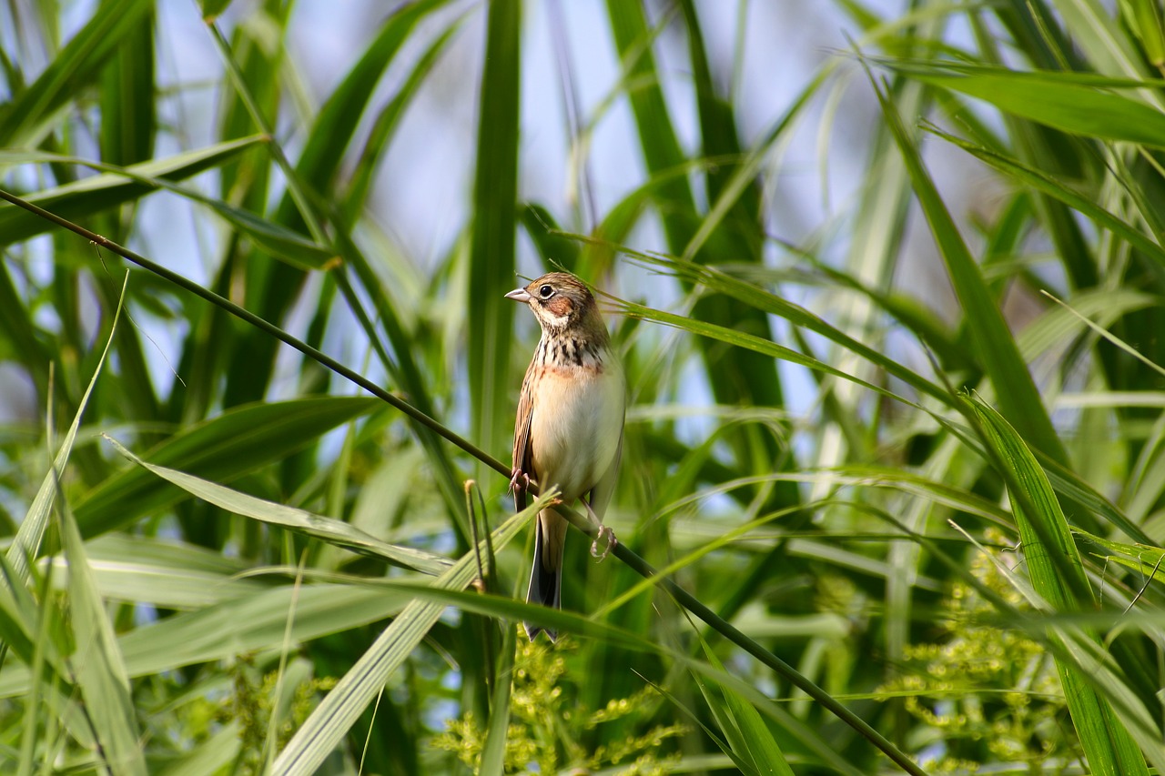 animal grass green free photo