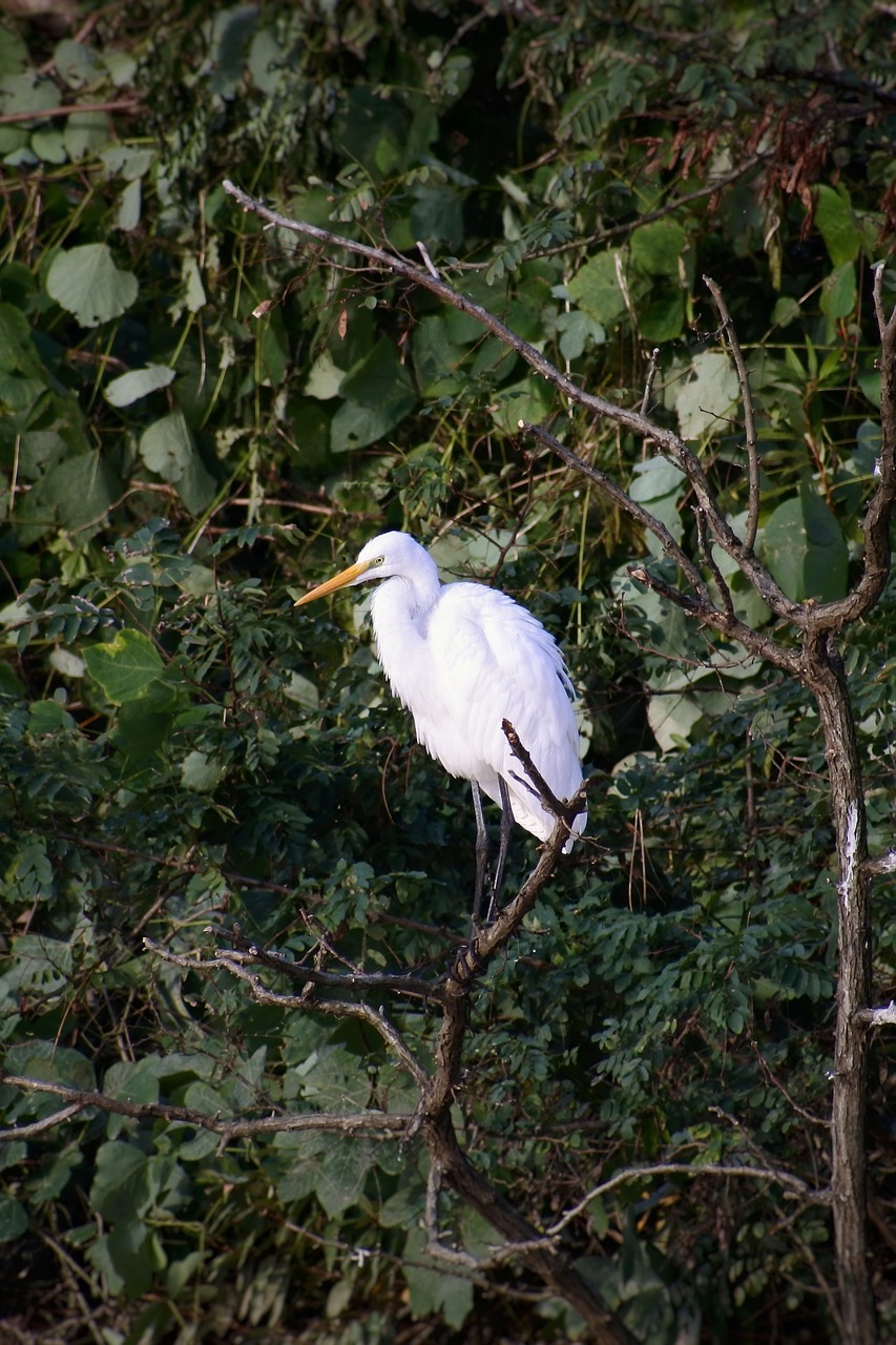 animal river waterside free photo