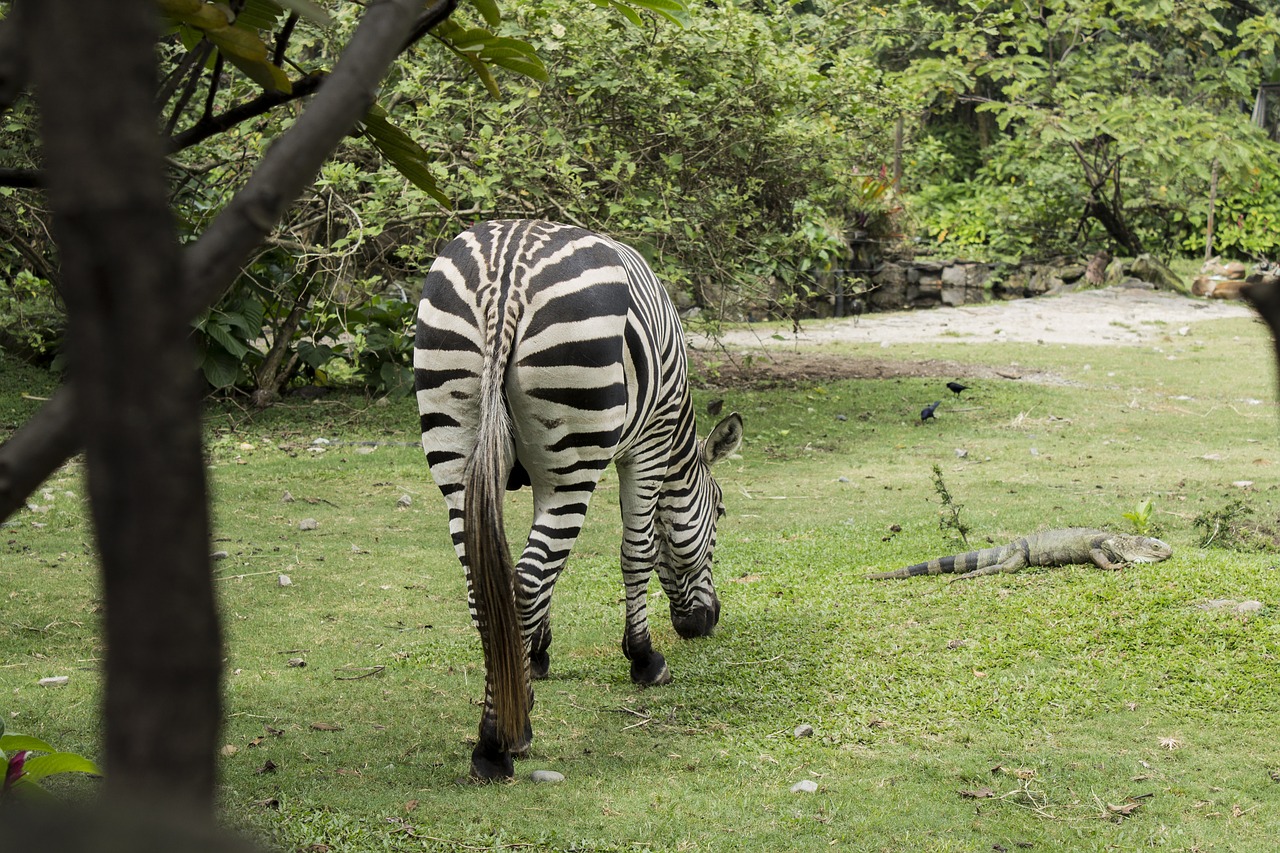 animal wild zebra free photo