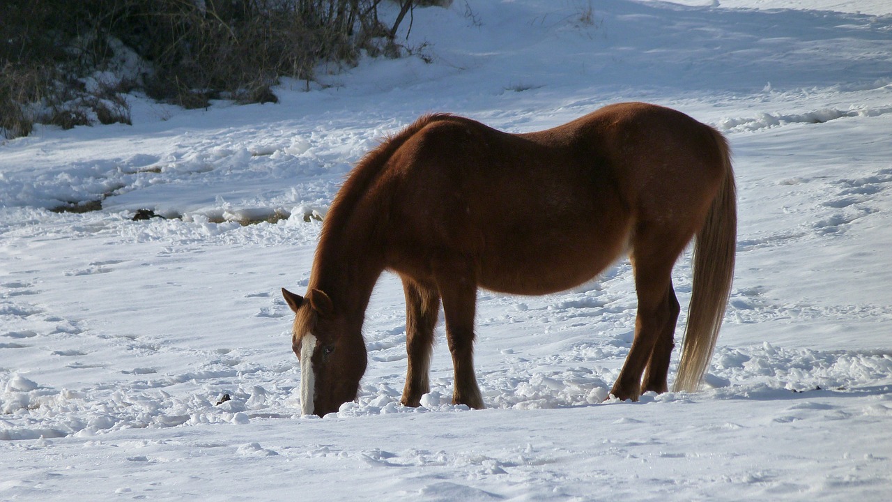 animal horse winter free photo