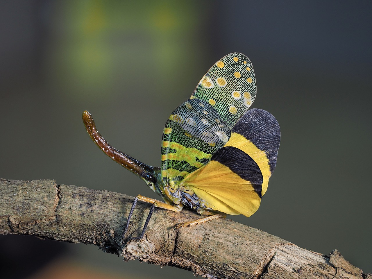 animal insects vietnam free photo