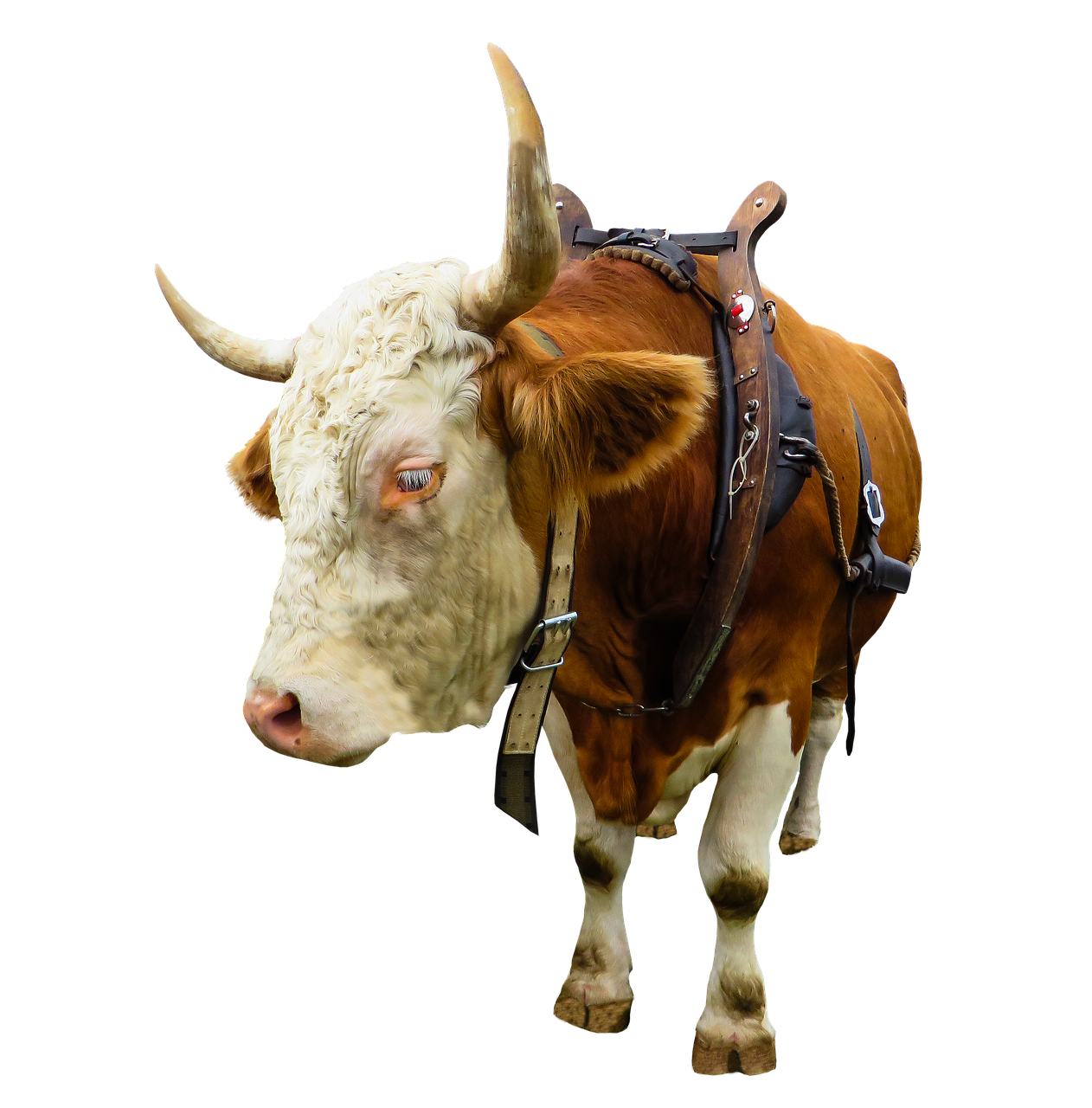animal cow ox free photo