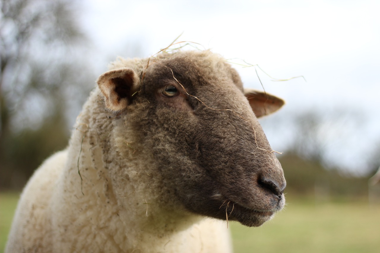 animal sheep pasture free photo