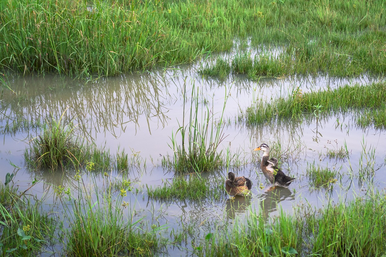 animal duck grass free photo