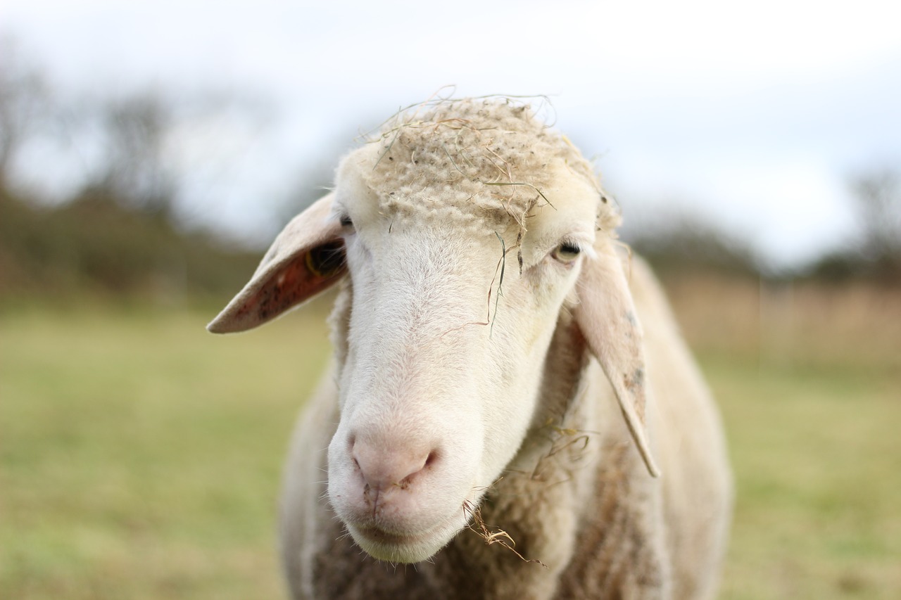 animal sheep livestock free photo