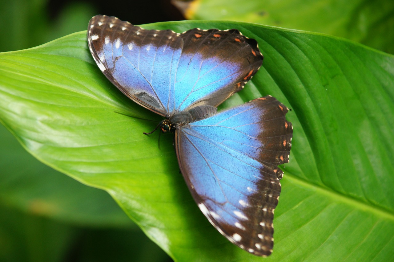 animal butterfly colorful free photo