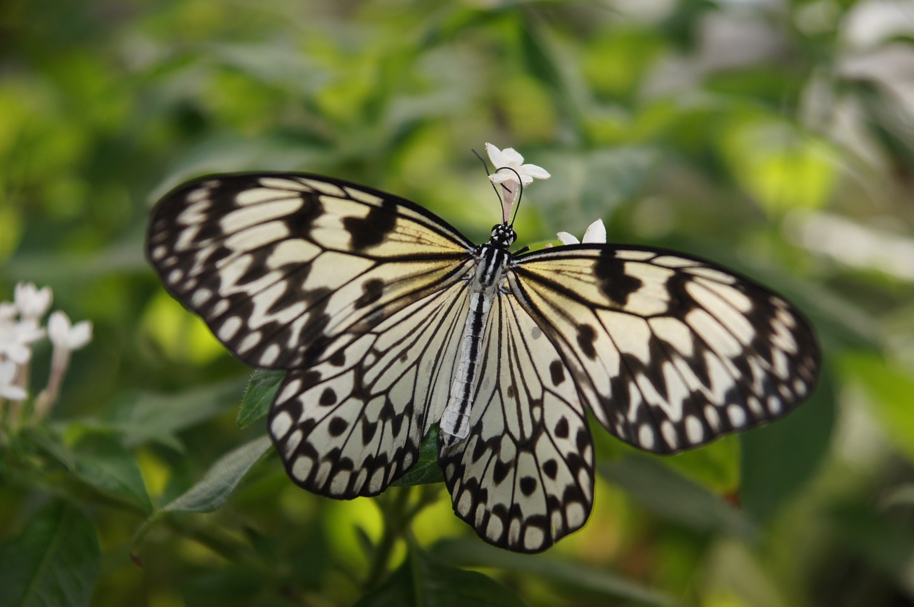 animal butterfly colorful free photo