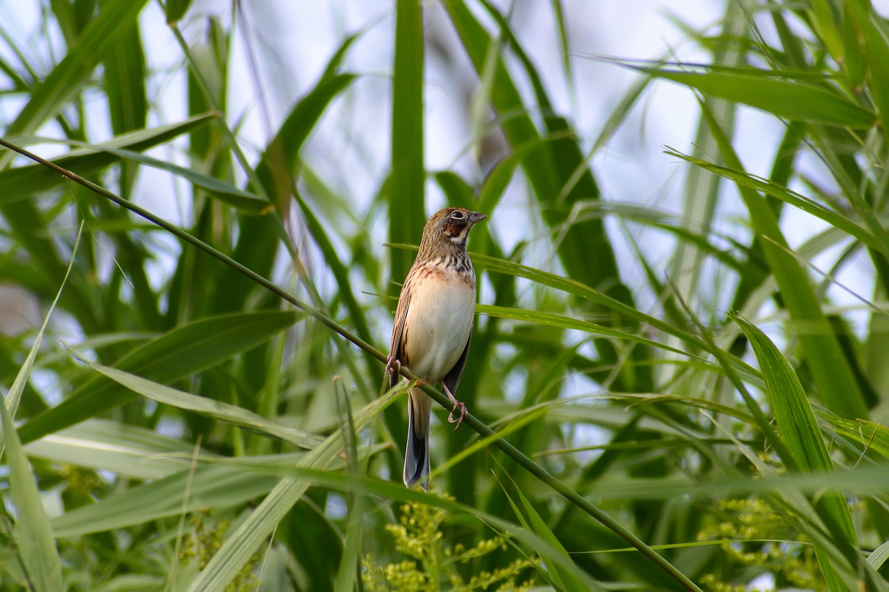 animal grass green free photo