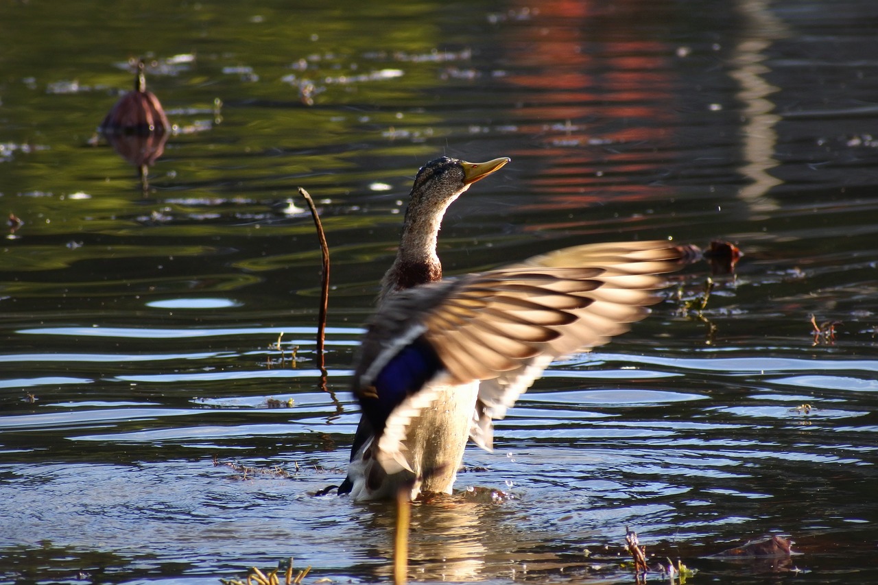 animal pond waterside free photo