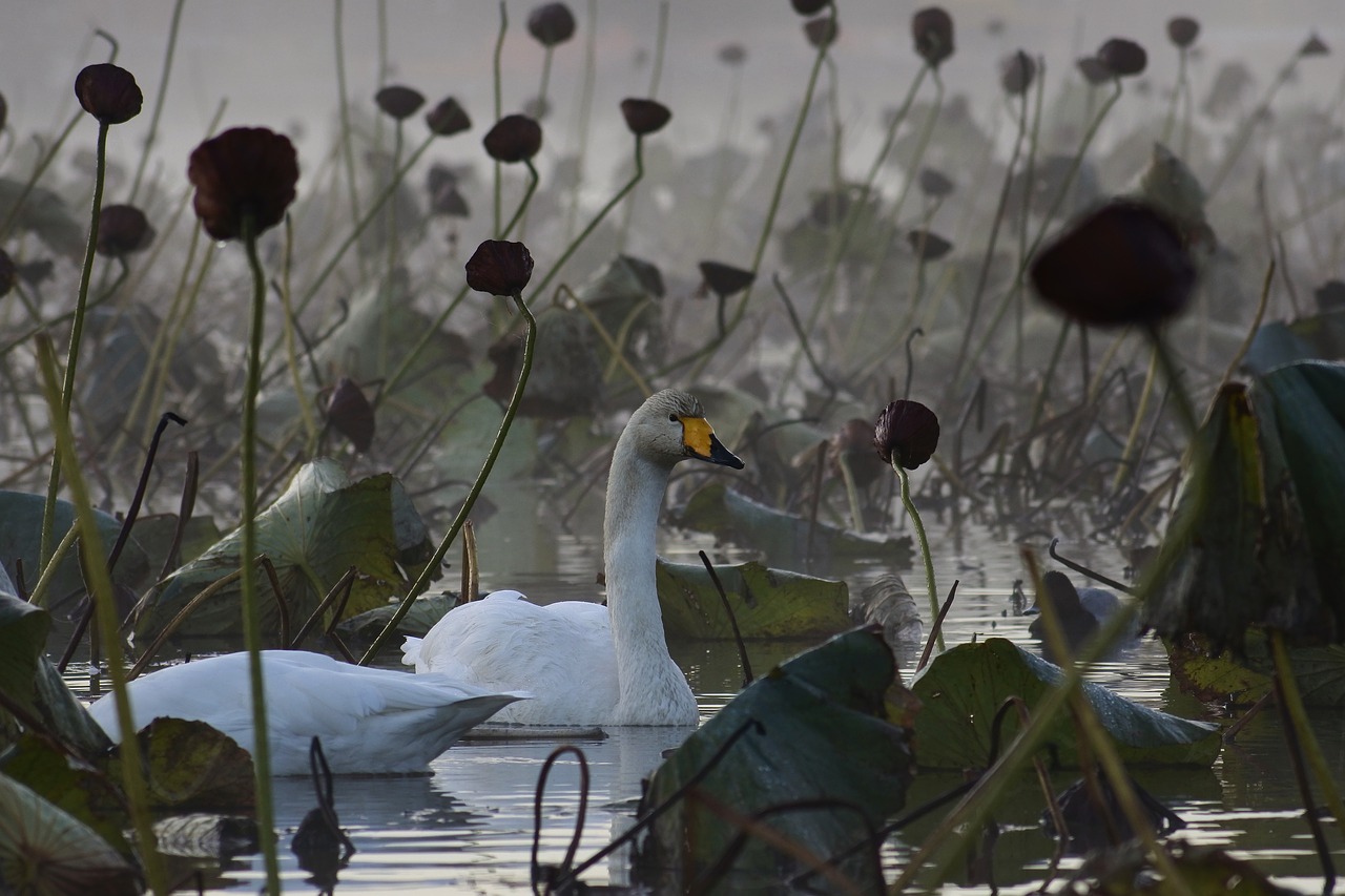 animal morning fog free photo