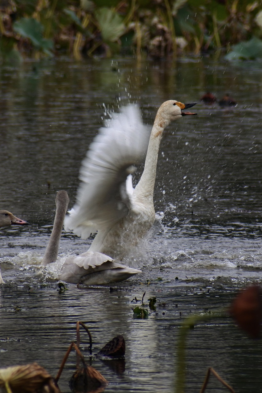 animal pond waterside free photo