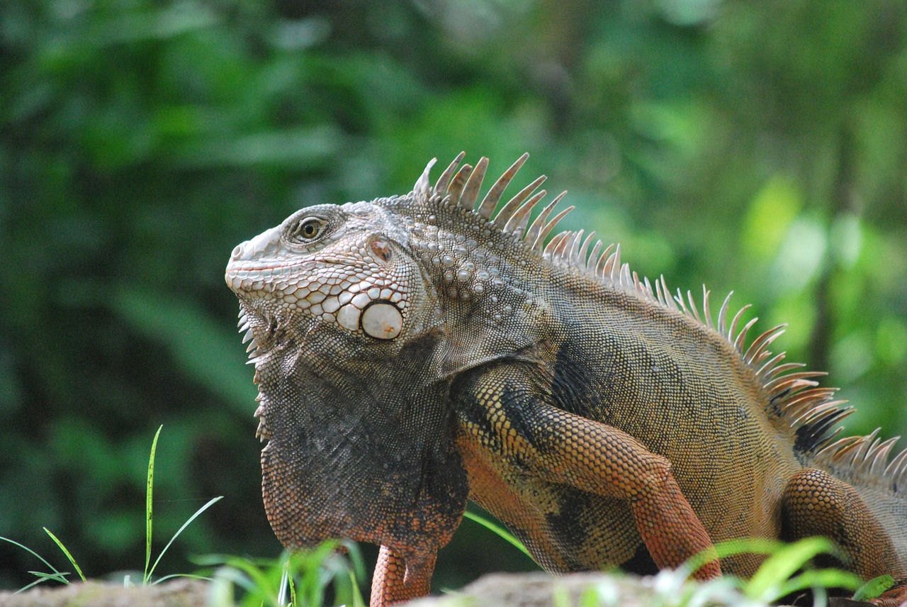 animal iguana nature free photo
