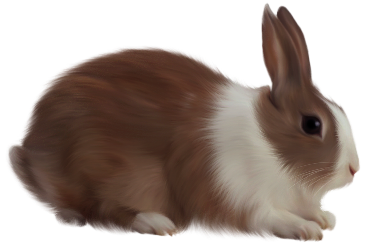 animal rabbit isolated free photo