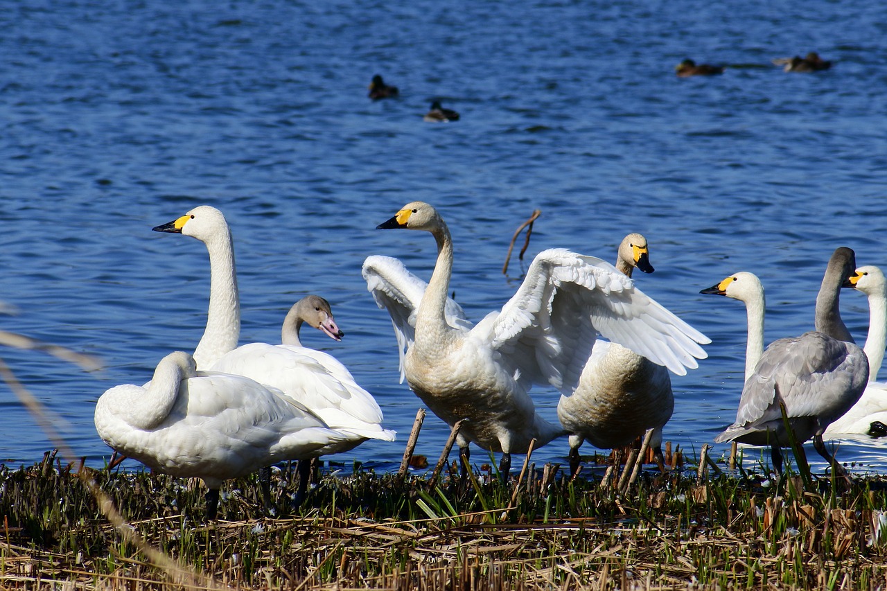 animal lake japan free photo