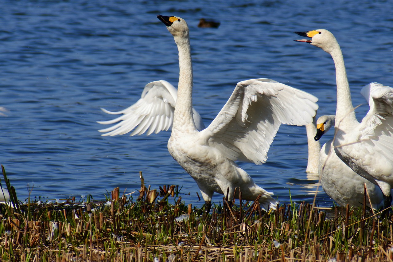 animal lake japan free photo