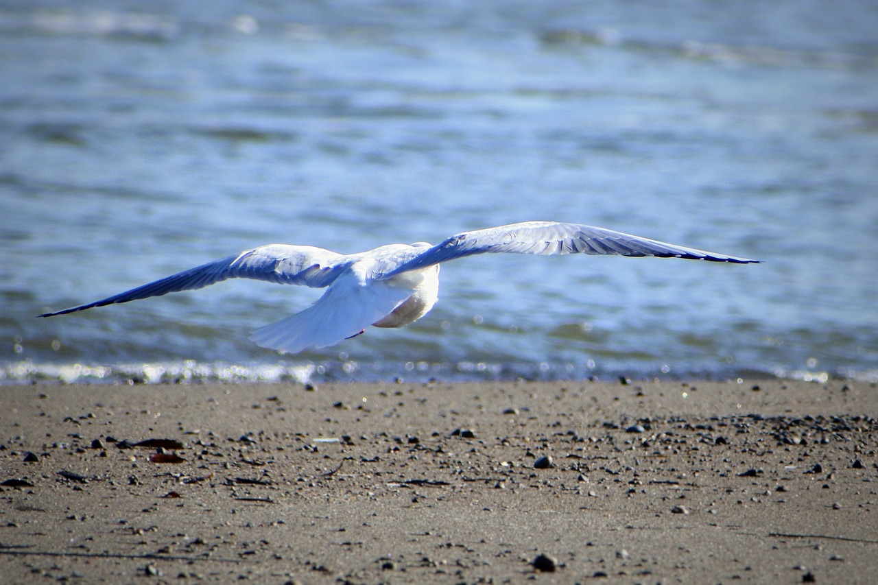 animal river sea free photo