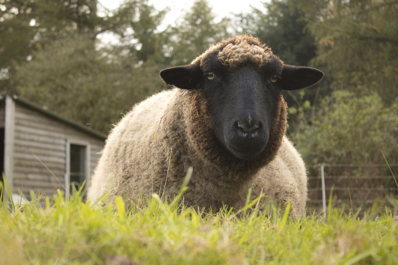 animal sheep pasture free photo