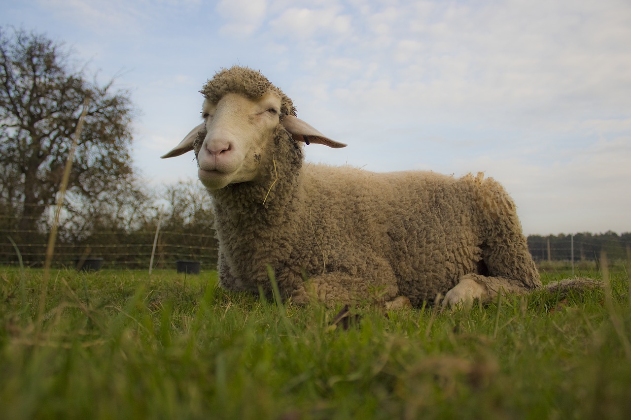 animal sheep meadow free photo