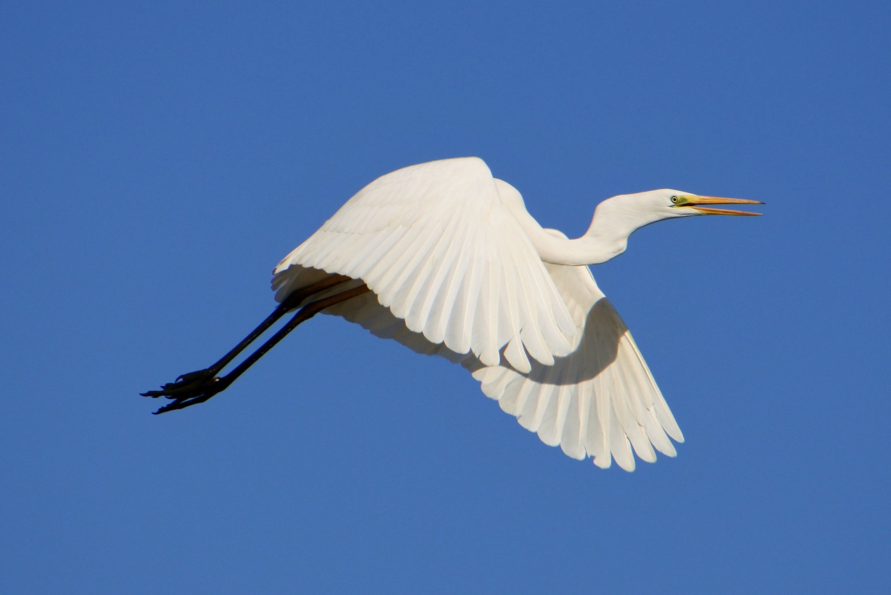 animal sky bird free photo