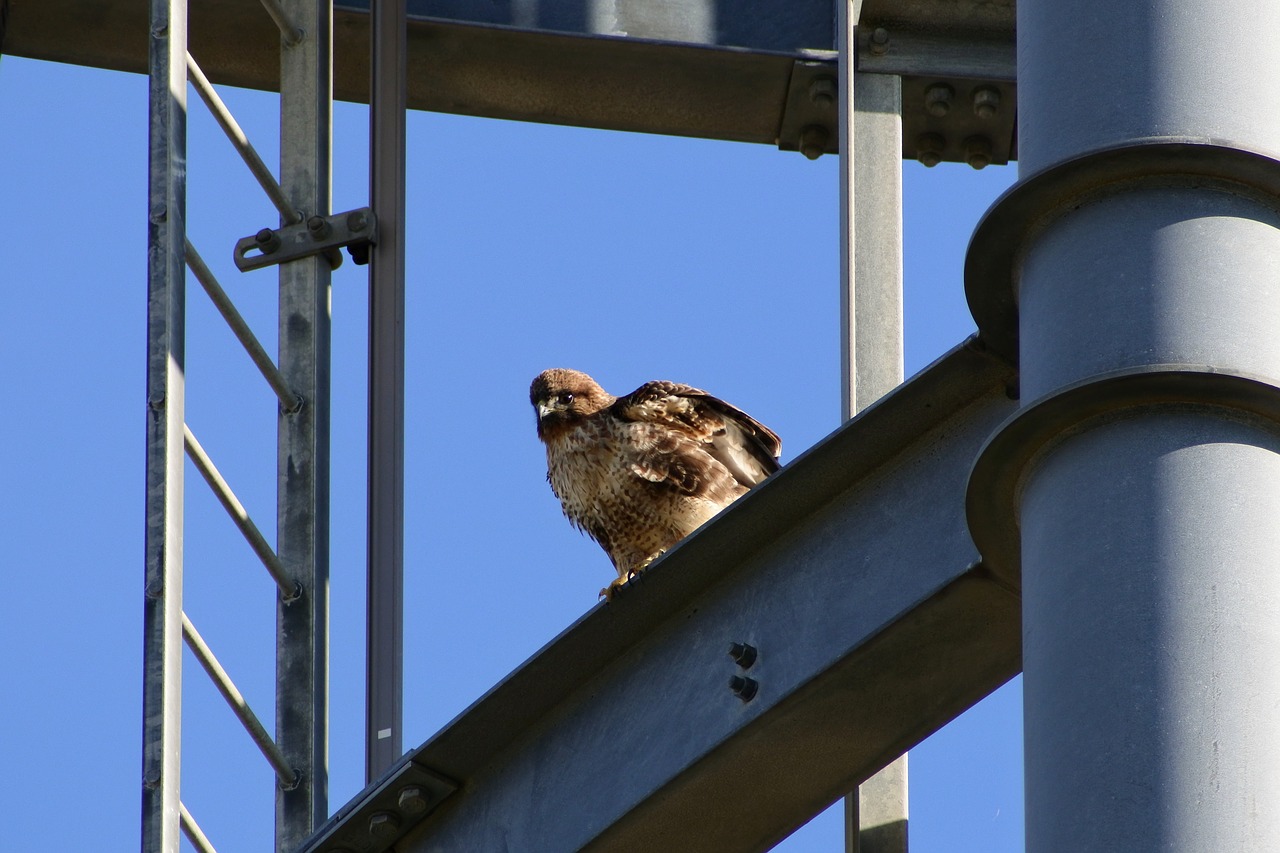 animal sky radio tower free photo