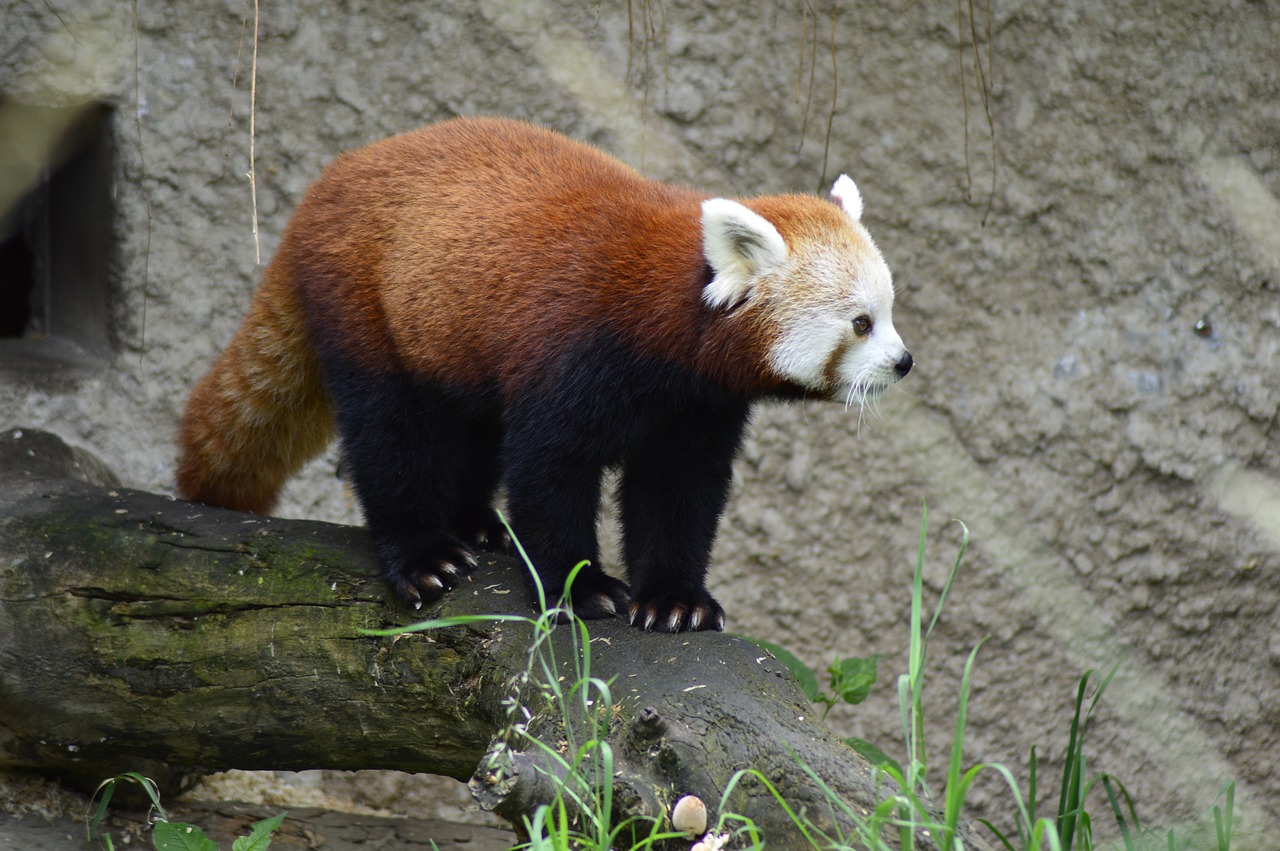 animal red panda zoo free photo