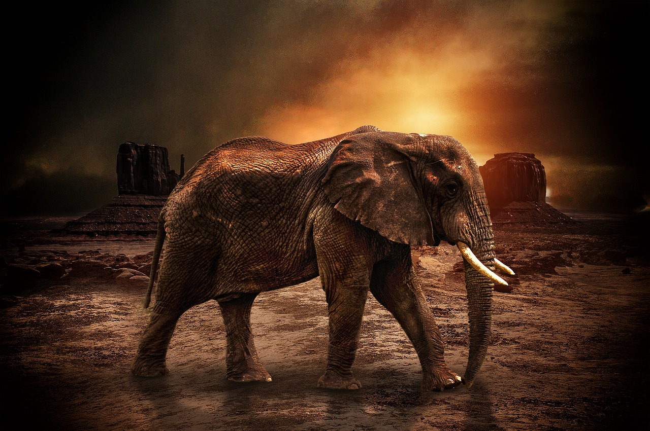 animal nature elephant free photo