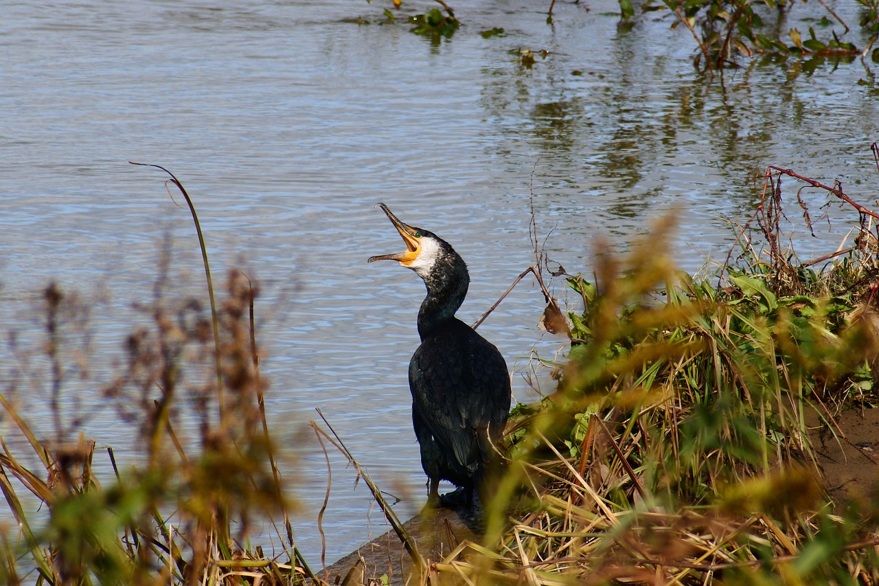 animal river waterside free photo