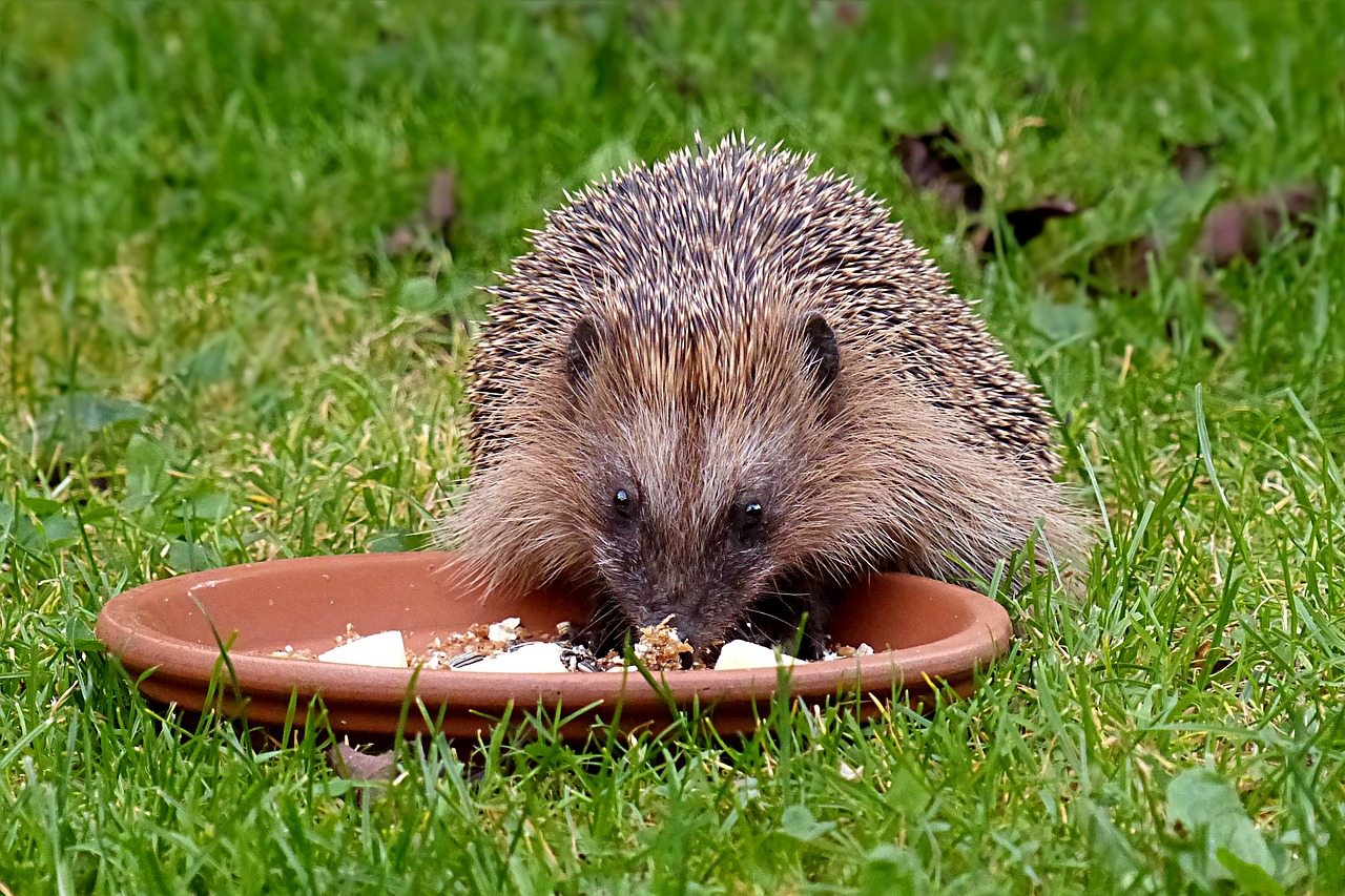 animal hedgehog mammal free photo