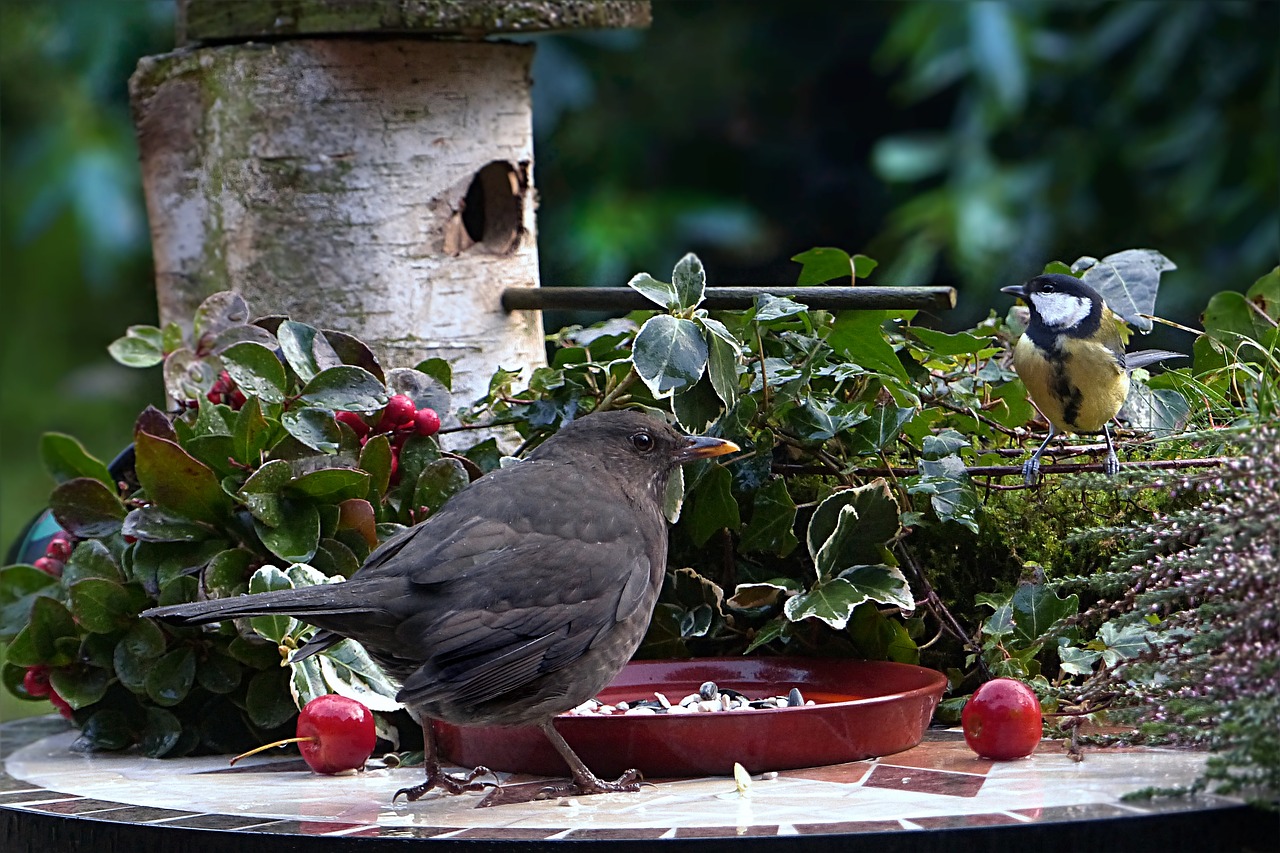 animal bird blackbird free photo