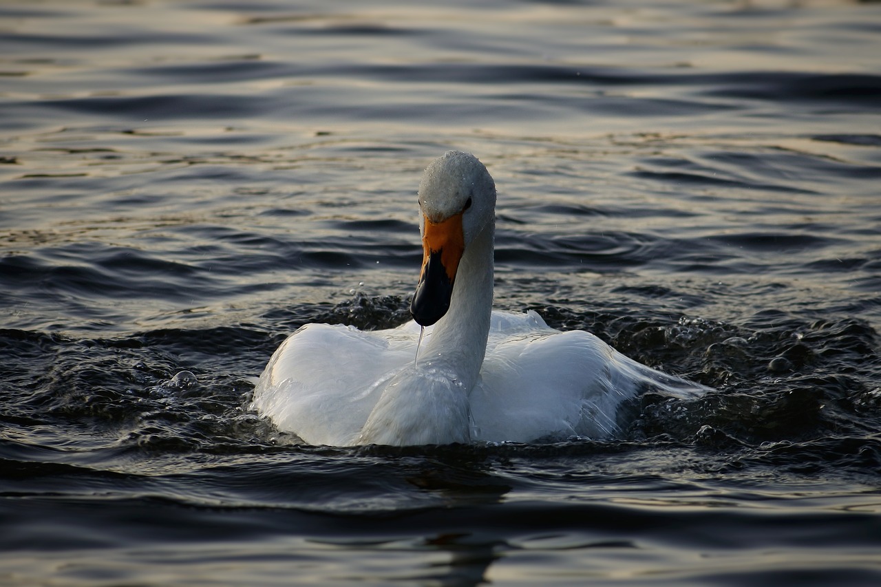 animal lake waterside free photo