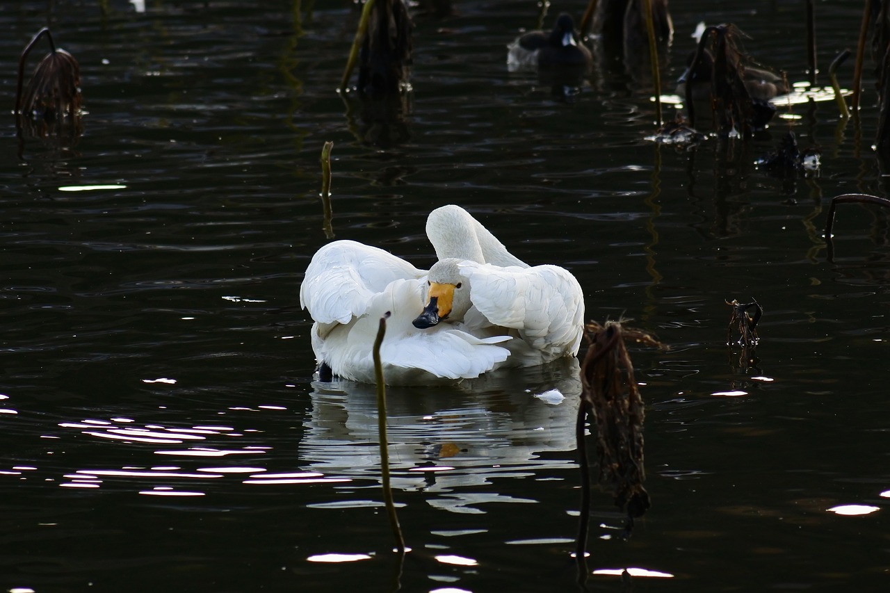 animal lake waterside free photo