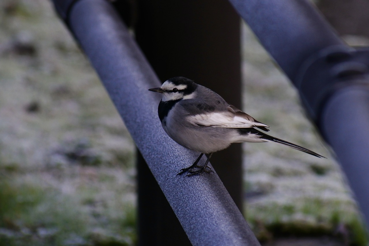 animal morning bird free photo