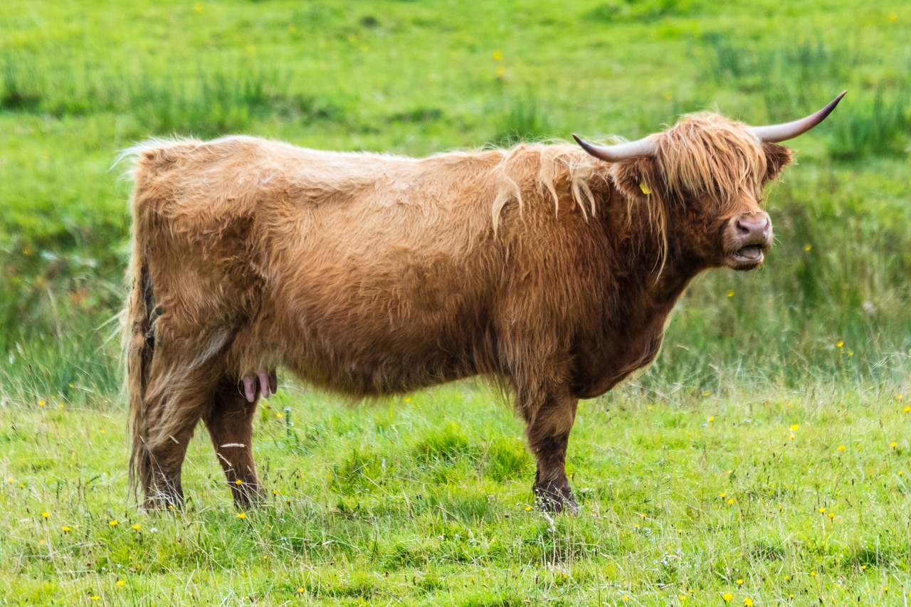 animal horns cow free photo