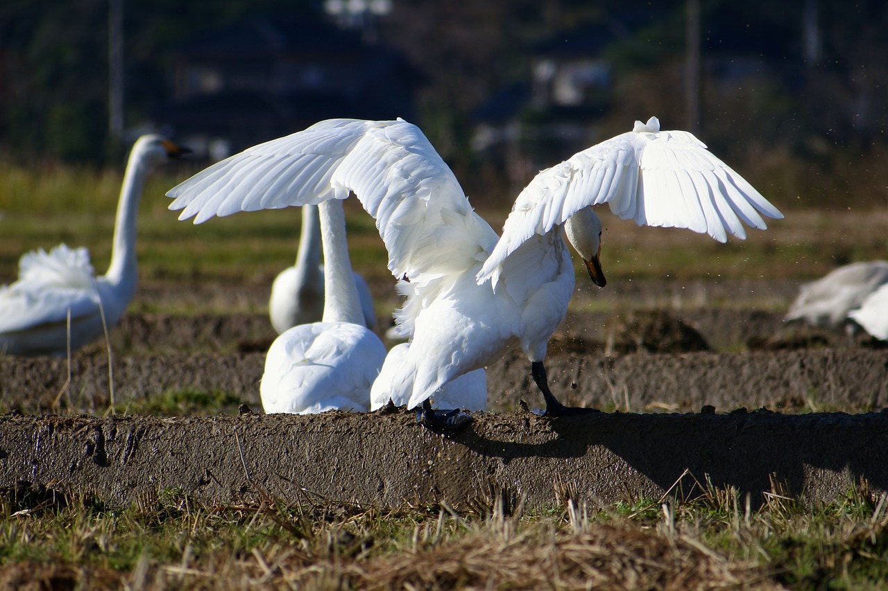 animal rural yamada's rice fields free photo