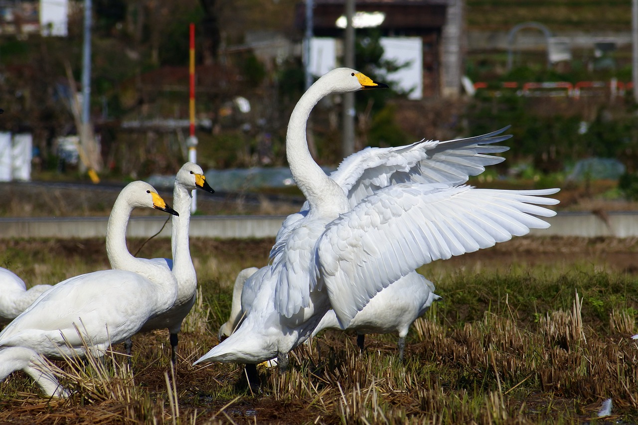 animal rural yamada's rice fields free photo