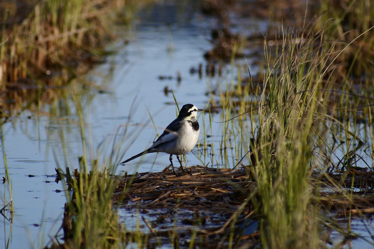 animal waterside yamada's rice fields free photo