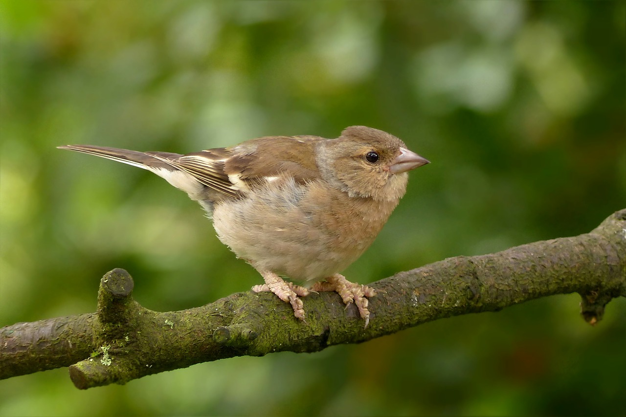 animal bird chaffinch free photo