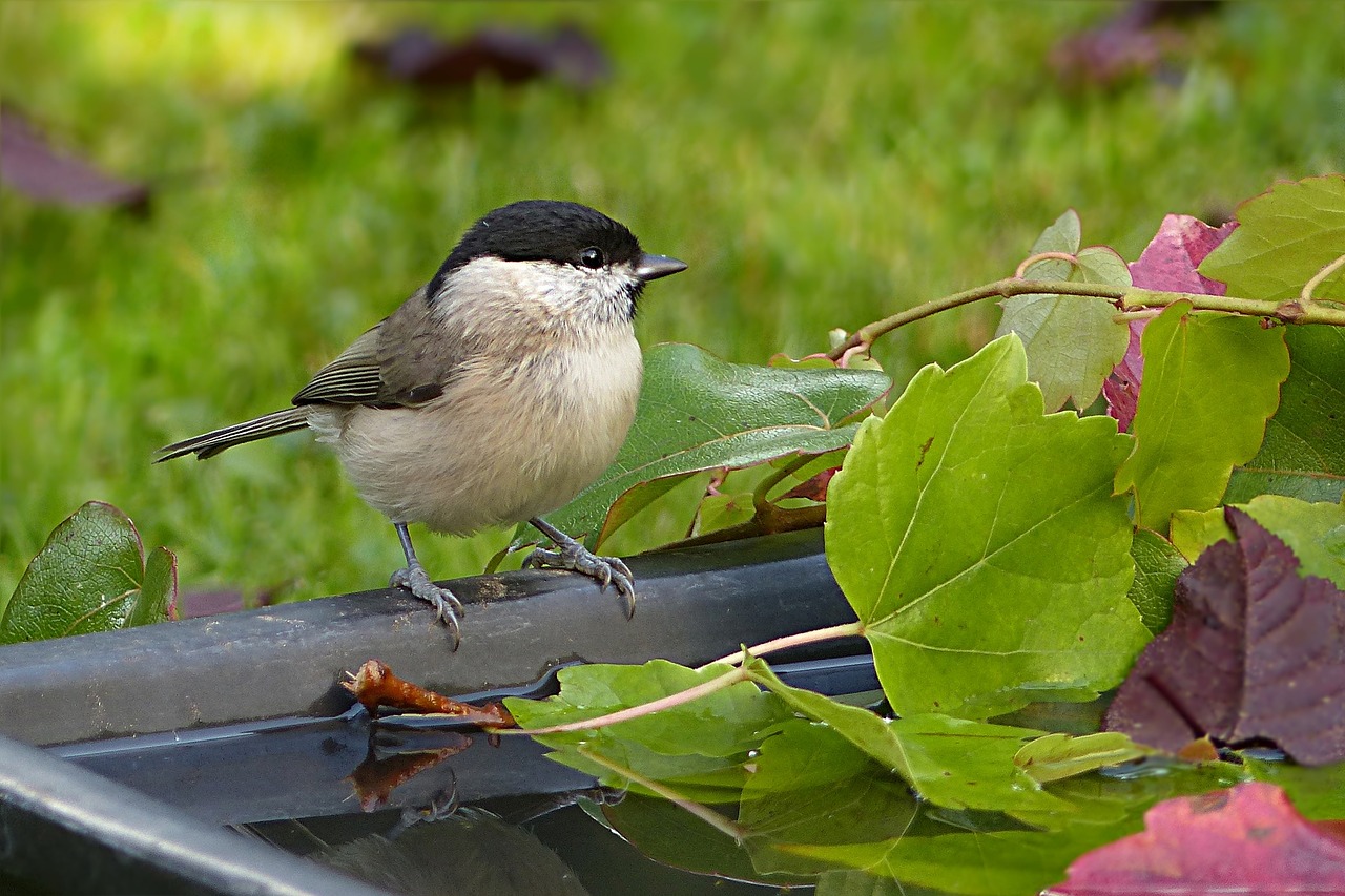 animal bird tit free photo